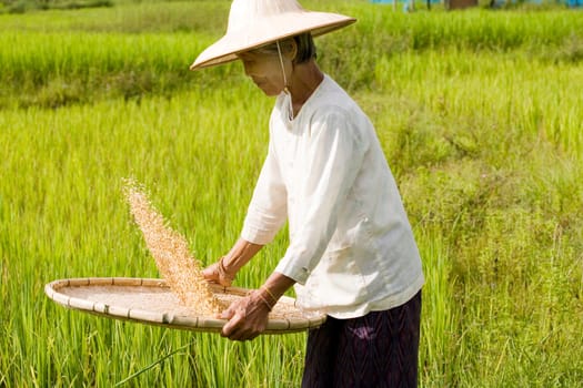 Sifting rice
