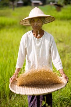 Rice work in Thailand