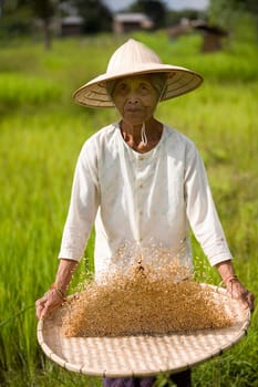 Sift rice
