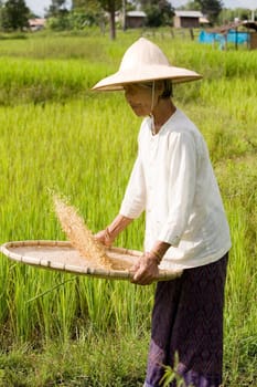 Rice harvest