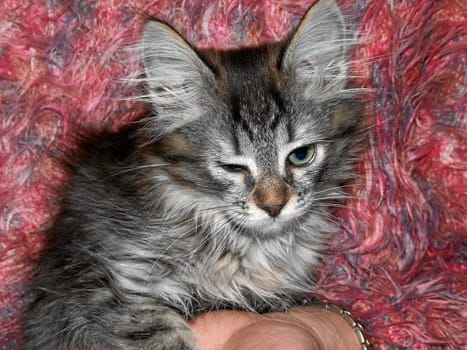 A young Norwegian Forest Cat