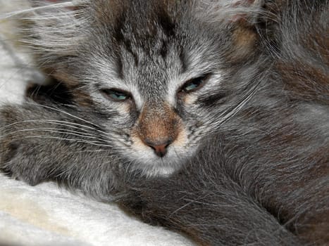 I'm only 12 weeks old. Norwegian Forest Cat