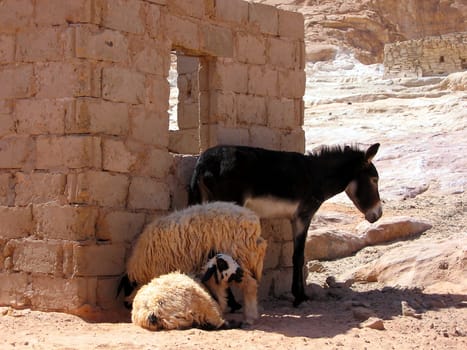 The picture was taken in an oasis in the White Canyon,Egypt.