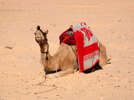 Bedouin camel near the White Canyon in Sinai