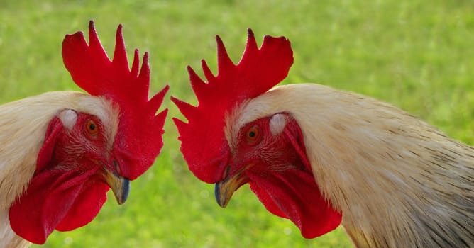Squabbles 2
