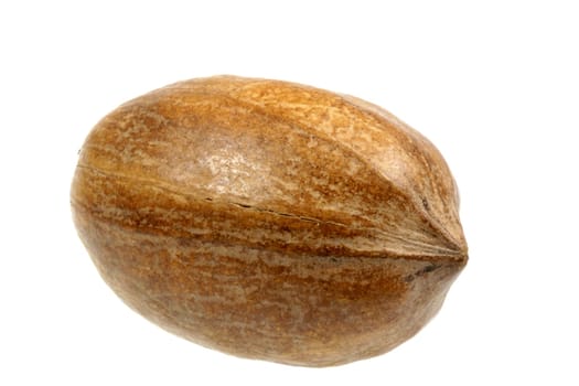 pecan