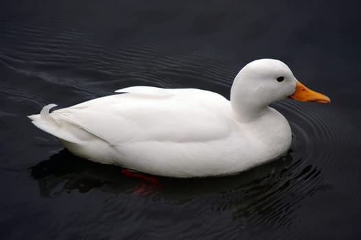 Duck white