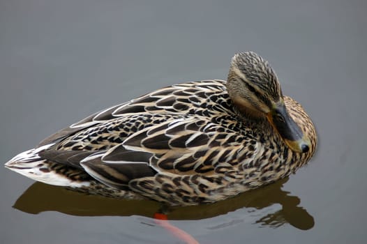 Duck