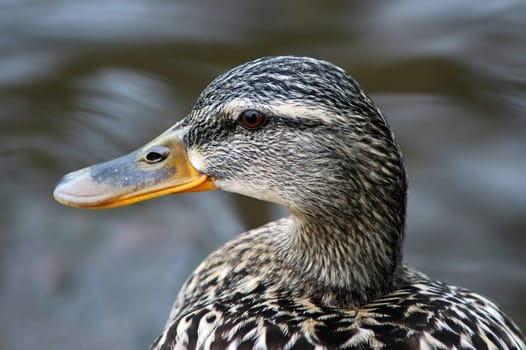 Duck Portrait 2