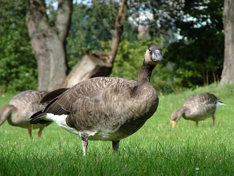 Greylag Goose II