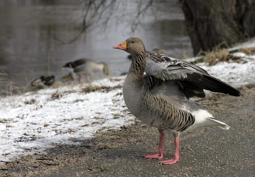 The greylag goose is lighter than the other grey geese. The neck appears relatively thick and slightly longitudinally striped due to the streaky arrangement of the feathers. The forewings are conspicuously light and the belly has more or less pronounced black spots