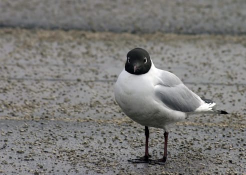 The adult black-headed gull grows to a height of about 35 to 38 cm and reaches a wingspan of 95 to 105 cm. It weighs from 200 to 400 g. The plumage of the black-headed gull is white in color. The upper side of the wings is light gray,and the tips are black. The beak