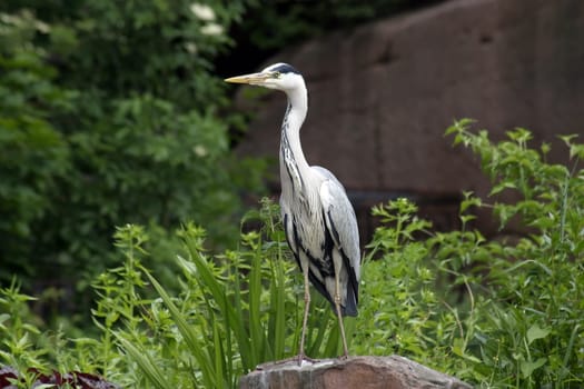 Grey Heron III