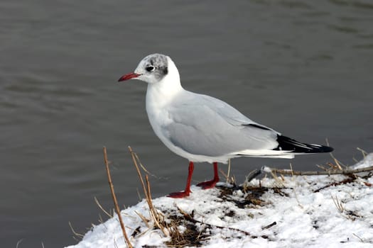 Black-headed gull