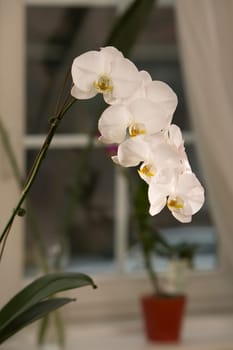 Orchid