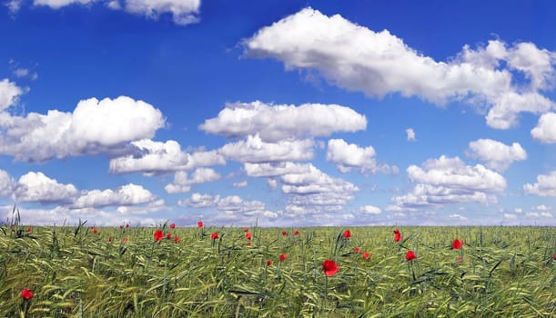 Summersky