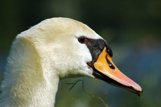 Swan portrait