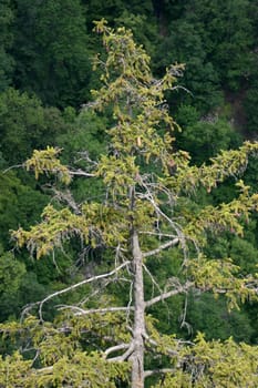 Conifer
