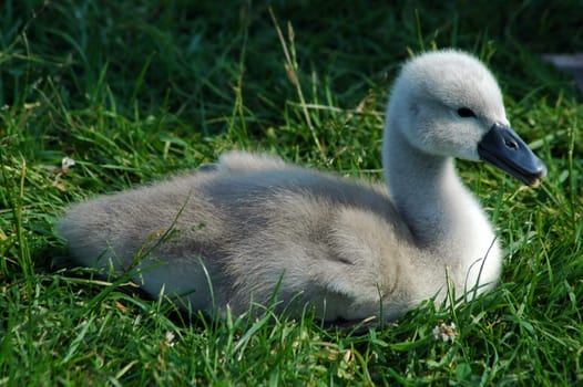 Swan 1