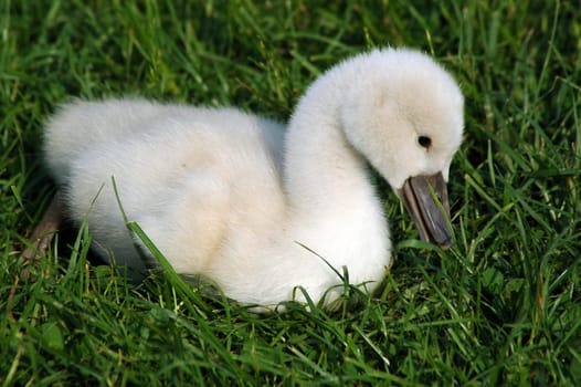 Swans 2