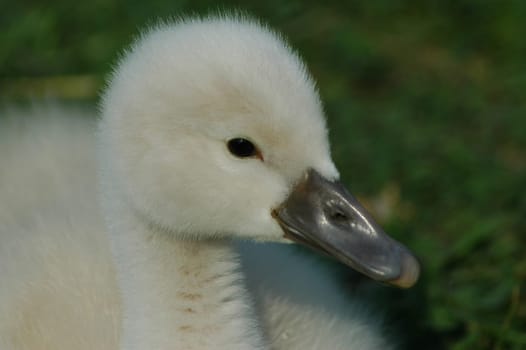 Swans 4