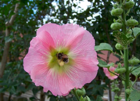 Morning glory ,Ipomoea