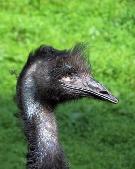 EMU,Dromaiidae,Dromaius