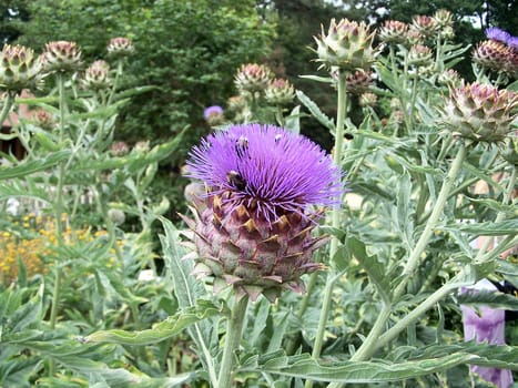 ARTICHOKE,Cynara scolymus,with bumblebees