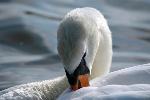 Swan