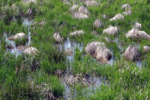 Bog