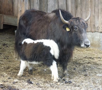 Approx. 3 weeks old yak calf suckling. The picture is certainly not optimal from a photographic point of view,the white is outshined. But I couldn't resist the subject.