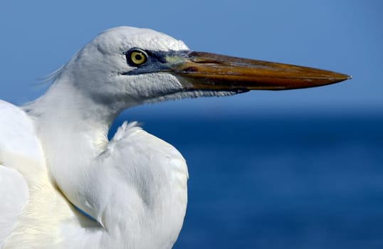 They called him Oscar. This big white heron sat on the fishing pier and usually got something off the catch. Over the years,he began to listen to his name and turned around when called.