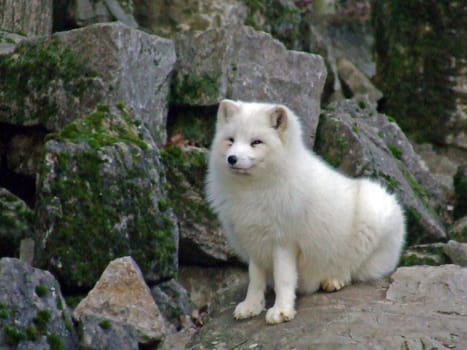 Polar fox