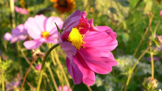 shy flower