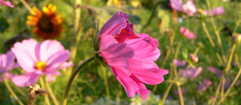 in the meadow