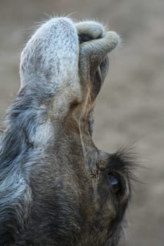Smooch