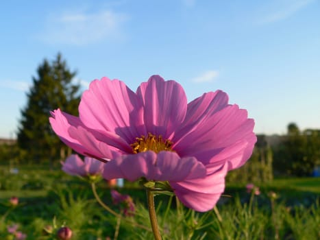 on the summer meadow