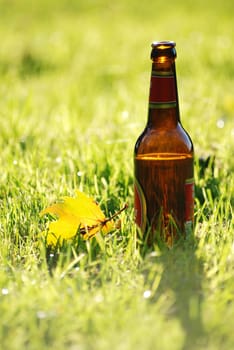 Beer in the grass