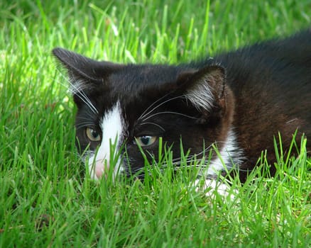 Ready to attack
