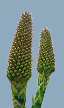 Aloe peglerae (aloe,wound cactus,bitter cactus) ------ Aloe is a genus of flowering plants in the family Asphodelaceae. The genus includes about 400 different species,which are mainly distributed in southern Africa.