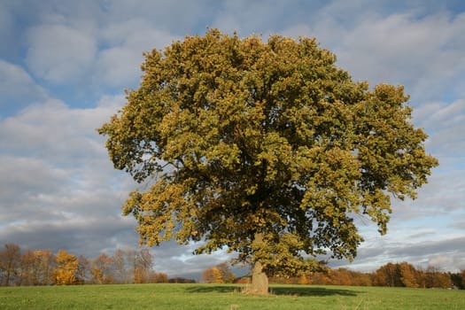 A solitary pedunculate oak in the course of the annual signs