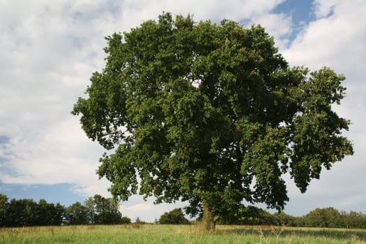 A solitary pedunculate oak in the course of the annual signs