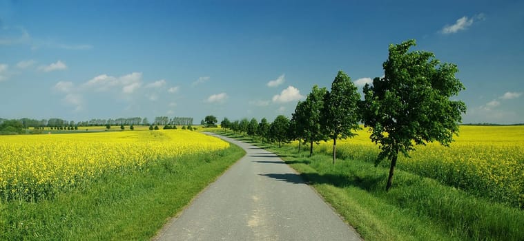 It's not quite there yet,but I'm already looking forward to the rapeseed season again....!:-)