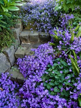 Bellflower Campanula isophylla