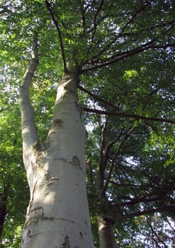 the tree. Birch trees are often pioneer plants in open spaces. Since their life expectancy is only about 40 to 60 years,they are often displaced by other tree species  unless the soil is optimal for birch trees. After just six years,you can get a