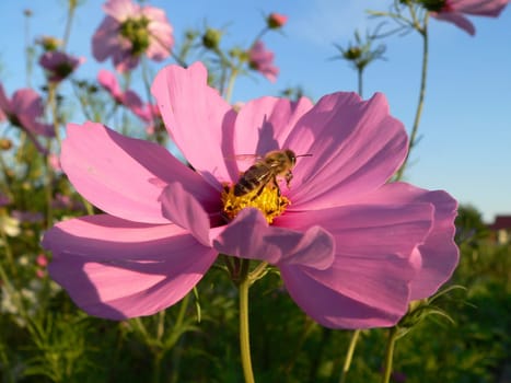 Of bees and flowers