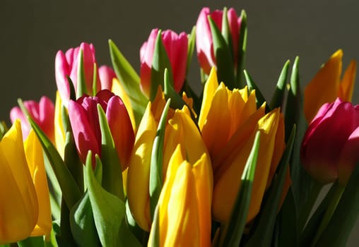 Tulips