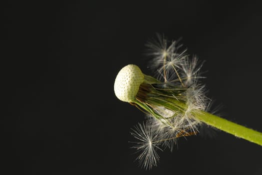 Dandelion 2
