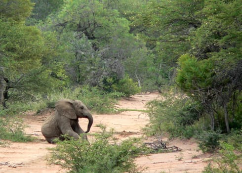 Lonely baby elephant