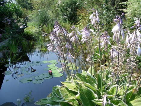 garden pond bordered with plants